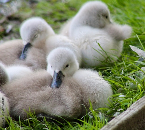 baby cygnets 
