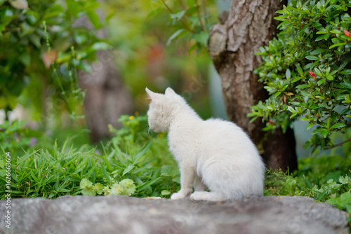 5月、すくすく育つ白い仔猫