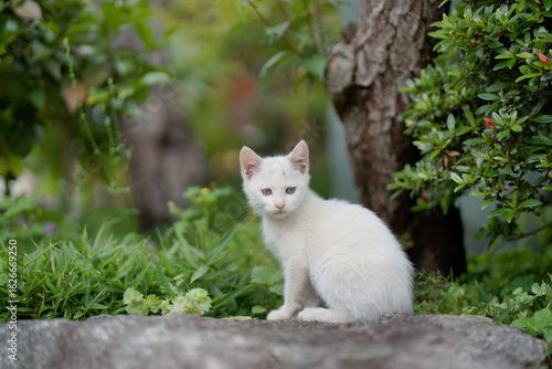5月、すくすく育つ白い仔猫