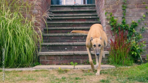 A sandy beige brown greyhound dog runs down some steps towards the grass. She passes the camera and looks at it.