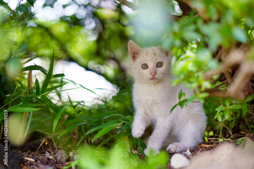 5月、すくすく育つ白い仔猫