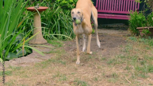 A sandy beige brown greyhound dog jogs past the camera, holding a toy ball in it's mouth