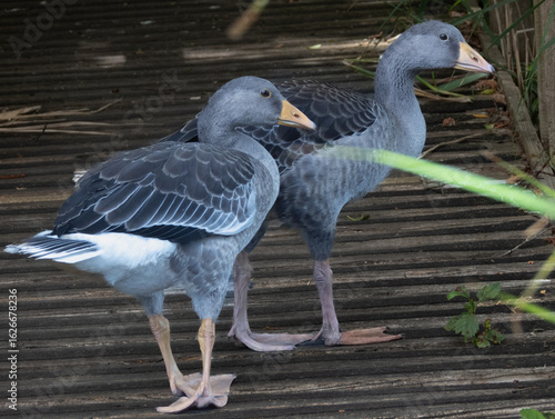 Greylag Geese