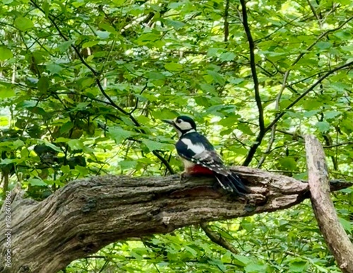 Woodpecker Perched on Tree Branch in Forest