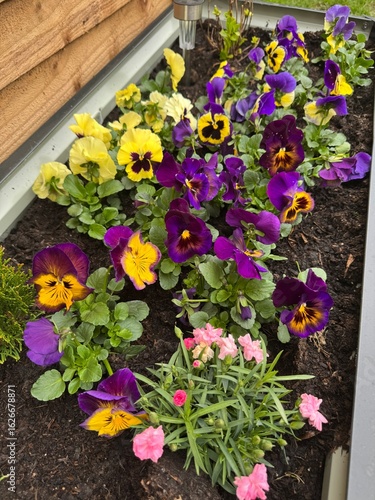 Colourful Pansies and Dianthus in Raised Garden Bed