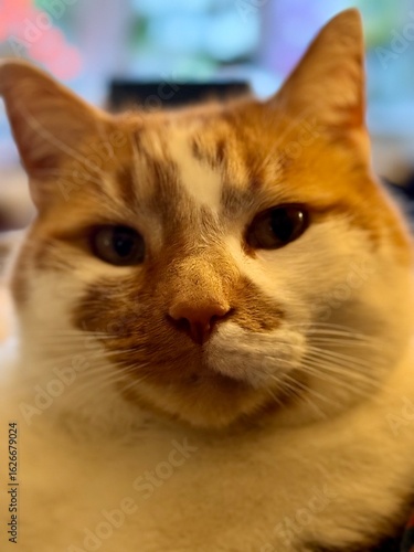 Ginger and White Cat Looking at Camera