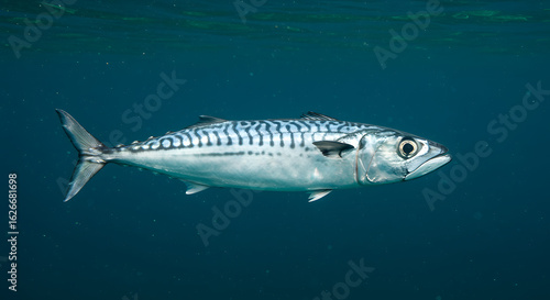 Photorealistic Side-View of a Mackerel Swimming Gracefully Underwater – Silvery Blue Striped Fish in Serene Ocean Depths