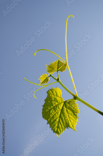 Grapevine tendril against a...