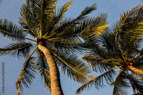 Fototapeta Naklejka Na Ścianę i Meble -  Tropical palm trees against blue sky as a background at summer sunny days
