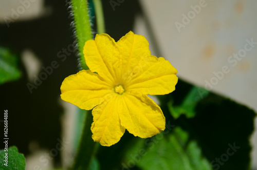 Cucumber flower vibrant yel...