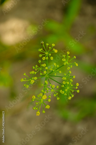Flowering Dill Plant Umbrel...