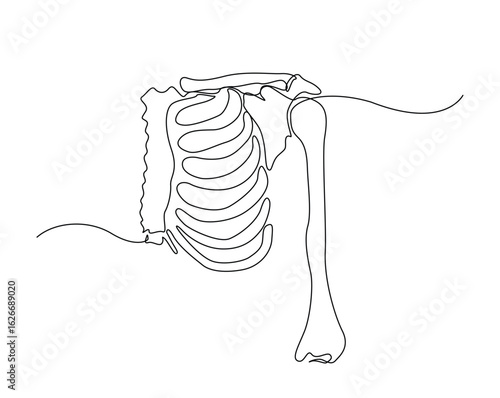 human chest bones outline illustration. Continuous line drawing of human chest part skeleton