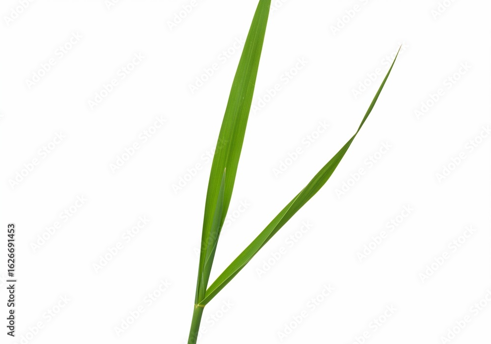 Vibrant Green Grass Blades Isolated on White Background Vibrant Green Grass Blades Isolated on White Background
