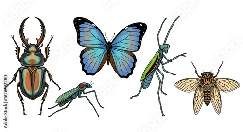 Illustration of a stag beetle a butterfly a fly a mantis and a cicada insect
