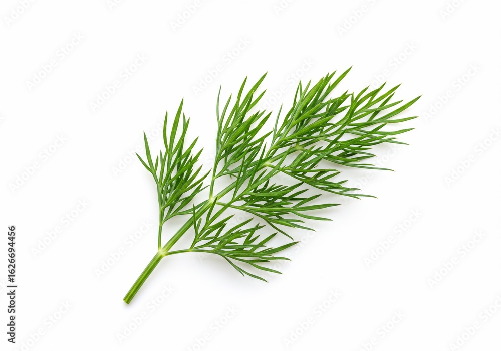 Fototapeta premium Fresh dill sprig, vibrant green, isolated on a clean white background, studio shot