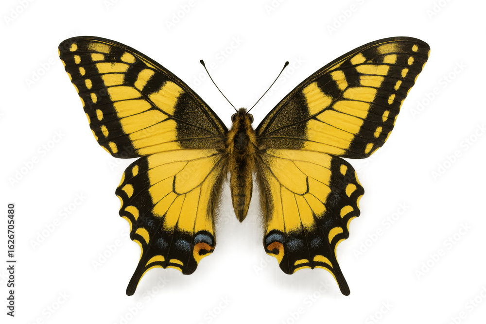 Obraz premium Yellow Eastern Tiger Swallowtail Butterfly with open wings on transparent background