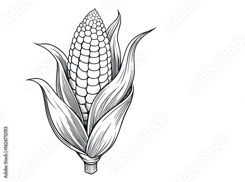 Isolated fresh yellow ear of sweetcorn with green leaves, a vector illustration of a healthy organic vegetable