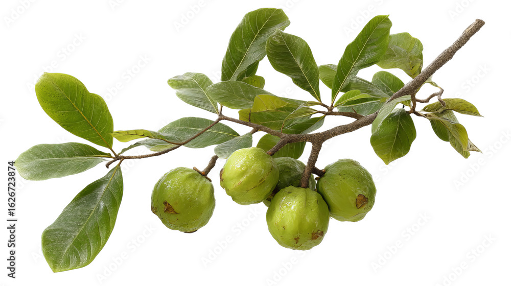 custom made wallpaper toronto digitalPNG of A branch of green guava fruit surrounded by vibrant leaves, showcasing freshness and nature's bounty.