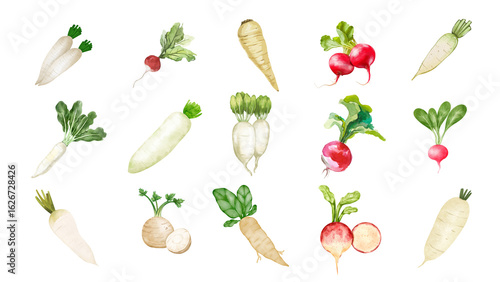 A vibrant watercolor collection of various fresh radish types, including daikon and red radishes, isolated on a white background.