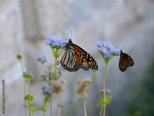 Monarch Butterfly (Danaus plexippus) on Purple Flower