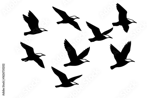 seagull flying silhouette, bird group, flying birds