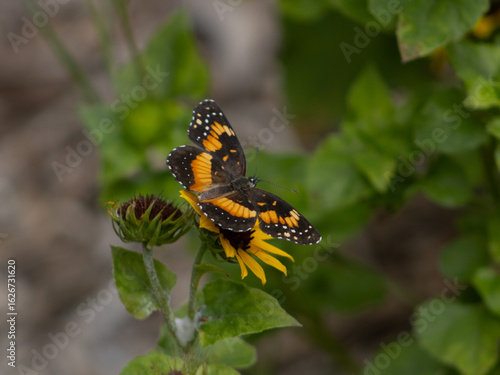 Texas Bordered Patch Butterfly (Chlosyne lacinia)