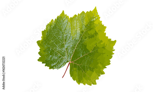 fresh green grape leaf PNG cutout on transparent background, botanical nature element, bright foliage, organic vine plant, macro closeup, wine vineyard, sustainable agriculture