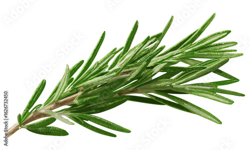 Top view flat lay of fresh rosemary twig isolated on transparent background, suitable for herbal spice, food, health, hair care, and perfumery designs, organic ingredient, aromatic herb
