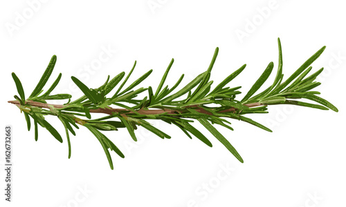 Natural fresh rosemary twig isolated on transparent background, cut out for health, food, hair care, and perfumery designs, herbal seasoning, organic plant element, essential oil