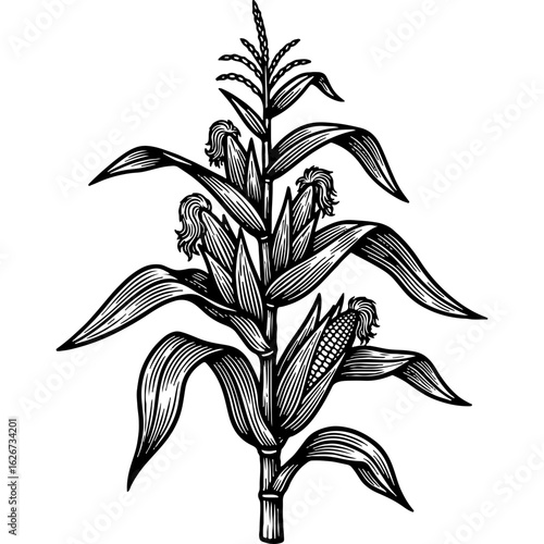 Vintage Engraved Corn Plant Illustration. Botanical Maize Crop with Ears and Leaves. Agricultural Grain Harvest Graphic.