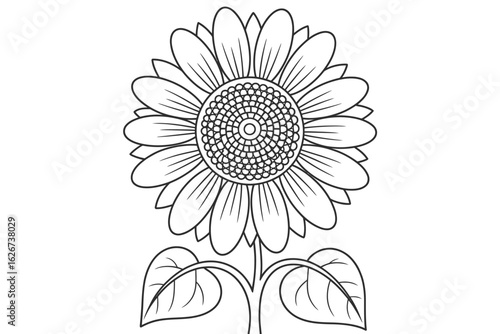 Detailed Sunflower Illustration Line Art for Coloring Books and Educational Material Nature Study Resource Plant Anatomy Diagram Botanical Illustration