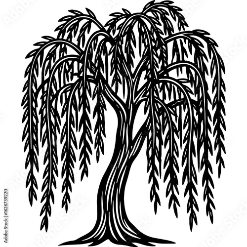 Elegant weeping willow tree illustration, black and white botanical drawing, graceful natural plant design element, vector art