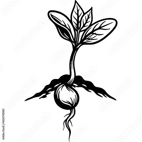 Growing plant sprout botanical illustration with exposed roots in soil. Organic growth, new life, and nature's cycle in black and white line art.