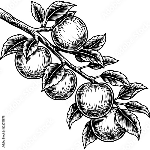 Vintage Black and White Apple Tree Branch Illustration with Ripe Fruits and Leaves, Hand-Drawn Botanical Engraving Style, Natural Produce