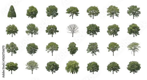 Assorted Tree Illustrations on White Background