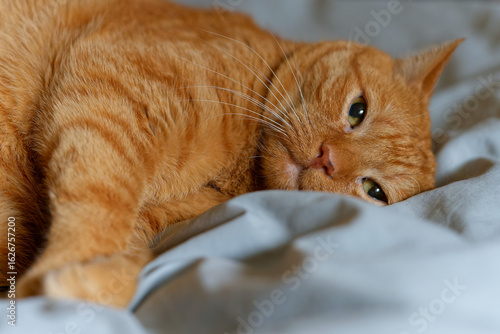 My beloved, although no longer young, ginger cat.