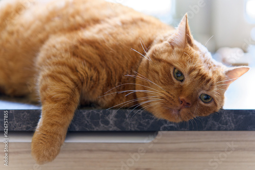 My beloved, although no longer young, ginger cat.