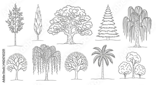 Tree variety drawing vector sketch illustration of different tree shapes