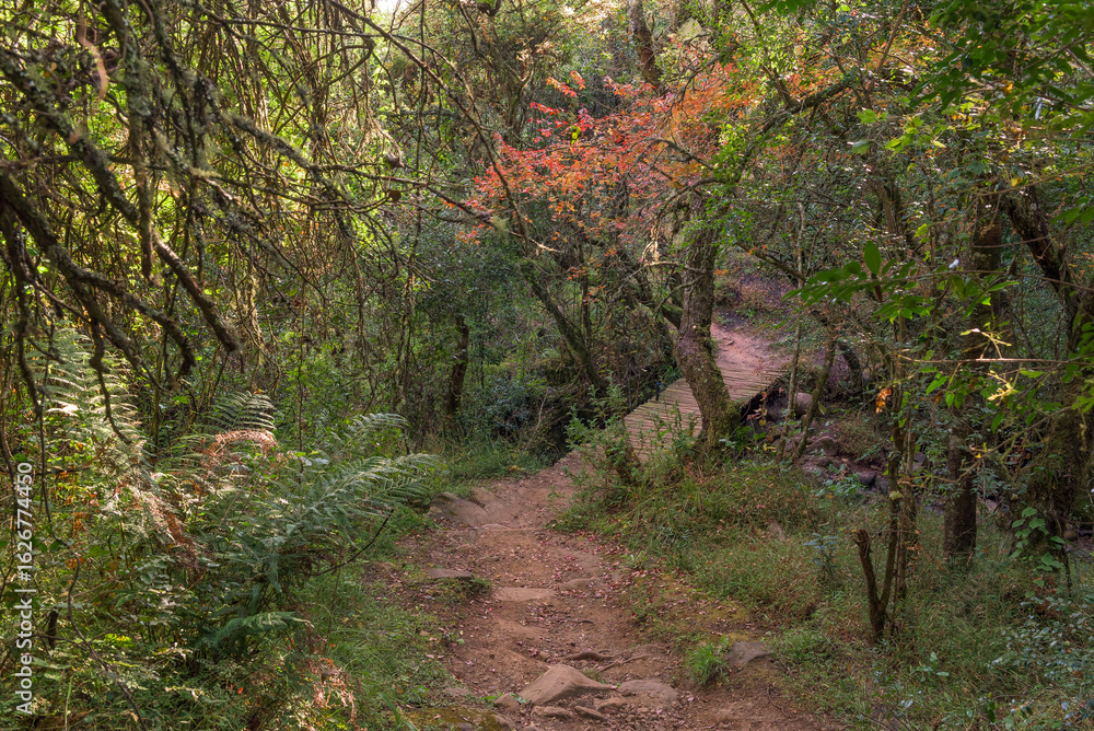 Obraz premium Pedestrian bridge on the hiking trail to the Sphinx