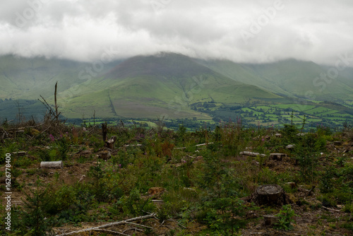 A deforested landscape with tree stumps and saplings in the foreground and rolling green hills under a cloudy sky in the background