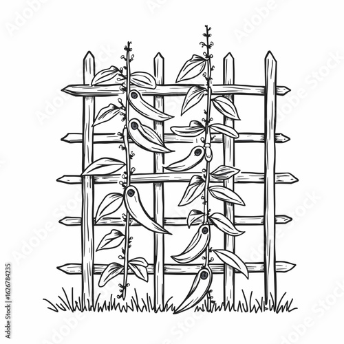 Climbing plants with leaves and fruits on a wooden trellis in a natural line art style