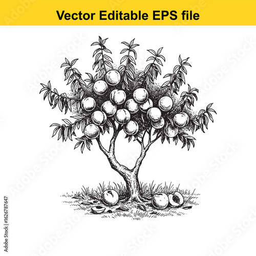 Vector art of plum tree illustration with ripe fruit, isolated on white background