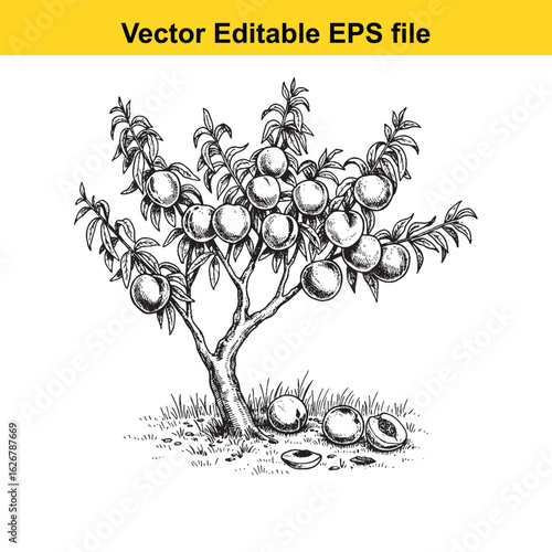 Vector art of sketch of a plum tree laden with ripe fruit, isolated on white background 