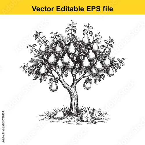 Vector art of pear tree with ripe fruit and fallen pears isolated on white background 