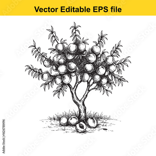 Vector art of vintage sketch of a plum tree with abundant fruit, isolated on white background