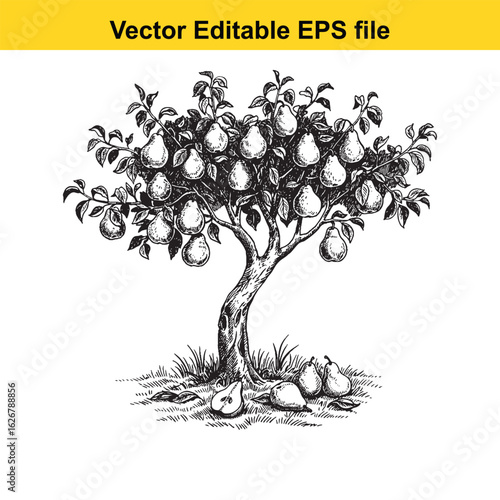 Vector art of pear tree with ripe fruit and fallen pears isolated on white background 