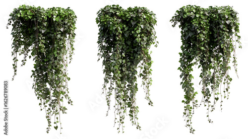 Lush green hanging ivy vines cascading downwards with delicate tendrils leaves