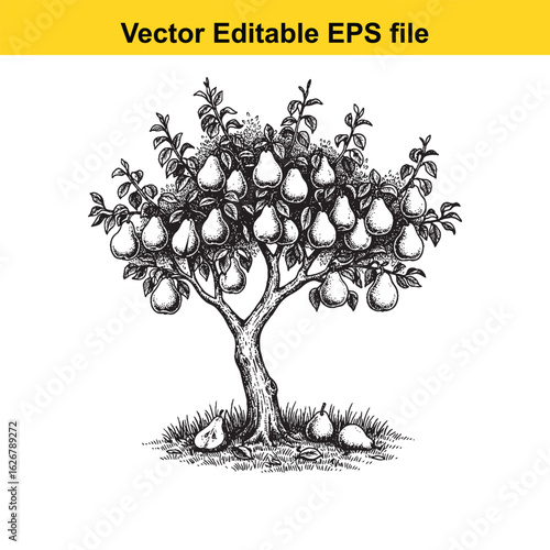 Vector art of pear tree with ripe fruit and fallen pears isolated on white background 