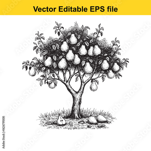 Vector art of pear tree laden with ripe fruit, isolated on white background 