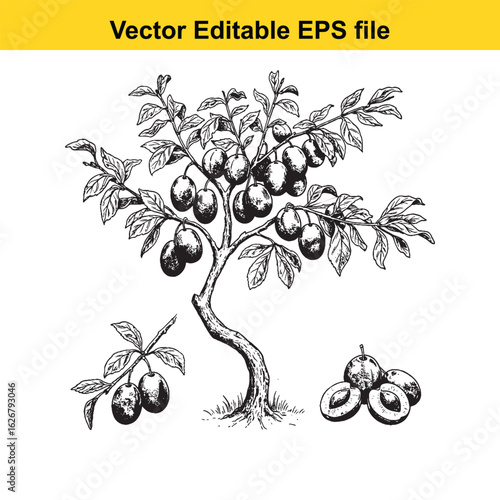 Vector art of plum tree with ripe fruits and leaves, isolated on white background 